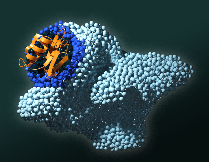PAN protein domain