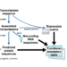 Overview of the functional annotation workflow, Fanflow4Insects