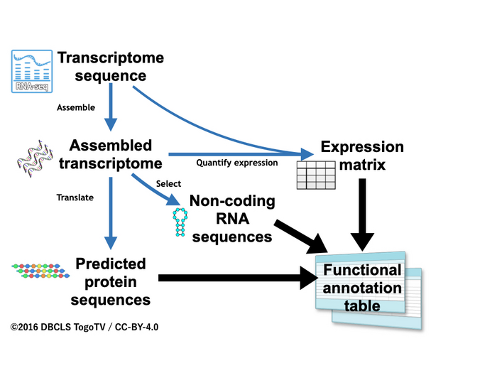 Overview of the functional annotation workflow, Fanflow4Insects