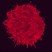 T lymphocyte.