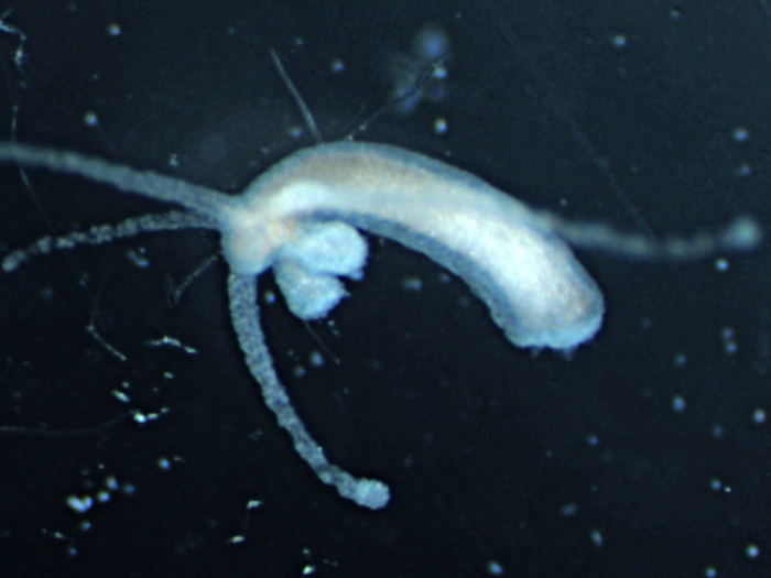 Hydra with deformed tentacles