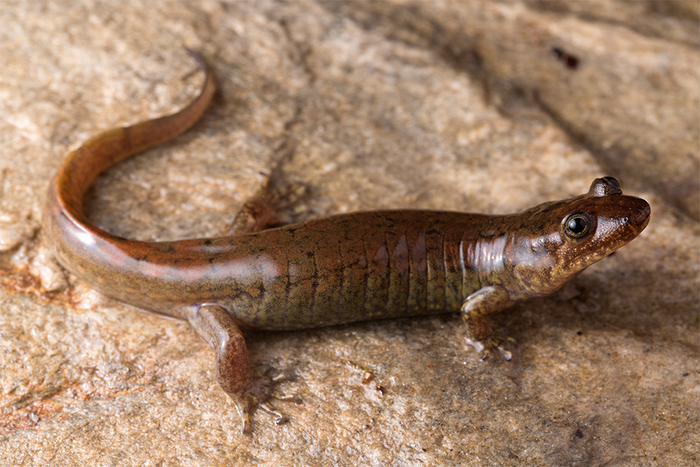 D. gvnigeusgwotli