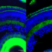 Zebrafish photoreceptors before and after gene knockout