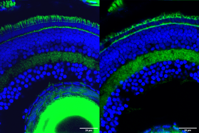 Zebrafish photoreceptors before and after gene knockout