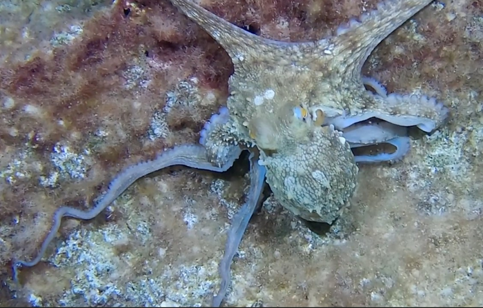 Underwater glove puts octopus' abilities on the hand of humans