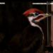 Slow-motion clips of high-speed videos of head impact during pecking