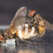 A male fly trying to mate with a female corps