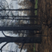 Burned trees in Flagstaff, Arizona, U.S.A.