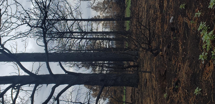 Burned trees in Flagstaff, Arizona, U.S.A.