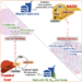 How B vitamins could potentially treat or prevent non-alcoholic steatohepatitis in people with non-alcoholic fatty liver disease