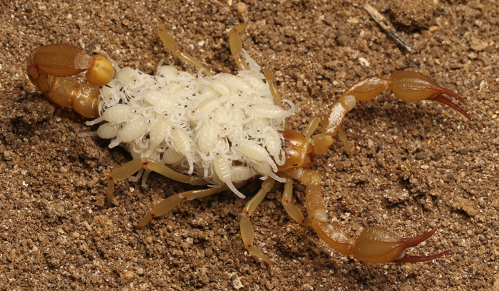 Paruroctonus soda with babies