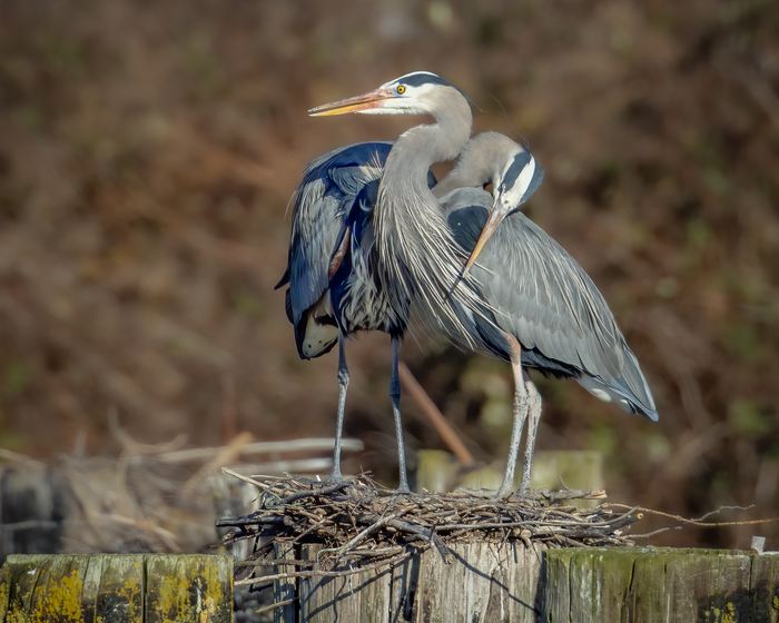 Great blue herons