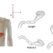 Researchers use a biomimetic simulator based on the anatomy of the stomach