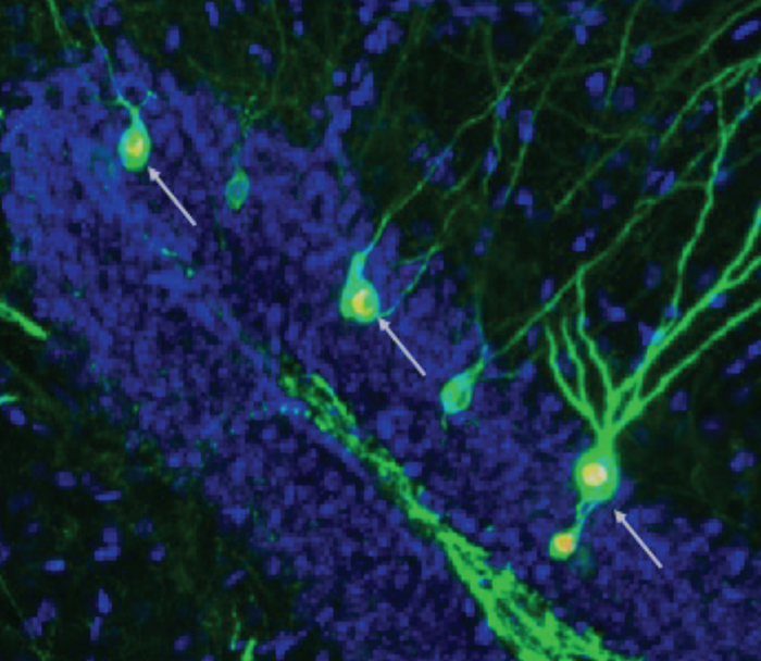 Memory-storing neurons in the hippocampus of mice with AD.