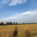 Wheat harvest season in North China Plain