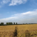 Wheat harvest season in North China Plain