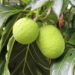 Breadfruit