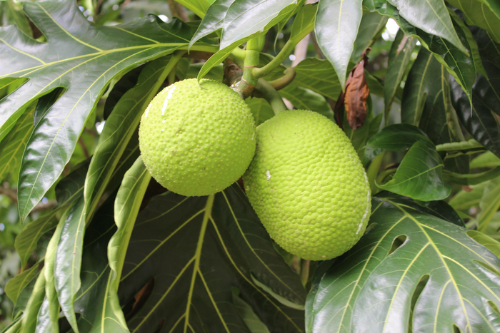 Breadfruit