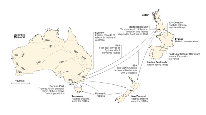 Colonisation route of the rabbit