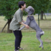 Dog happy to see owner