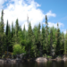 Boreal forest in Ontario, Canada