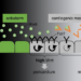 Schematic view of Wnt signaling in heart tissue.