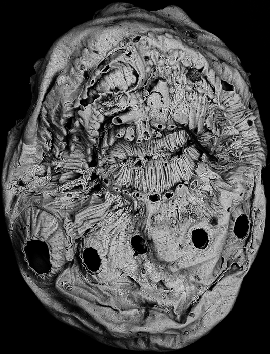 Saccorhytus