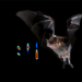 Bats see with their eyes