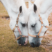 Two horses in Germany.