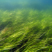 Finland Eelgrass