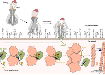 Mechanism of TccC3 mediated Tc toxin intoxication.