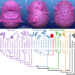 Artistic reconstructions and phylogenetic position of Saccorhytus coronarius