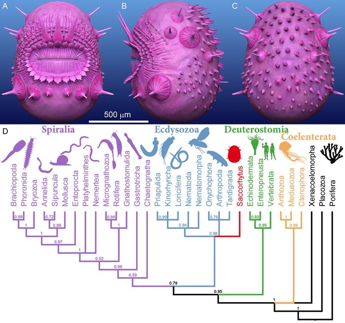 Artistic reconstructions and phylogenetic position of Saccorhytus coronarius