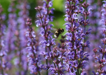 Bumblebee on wild clary