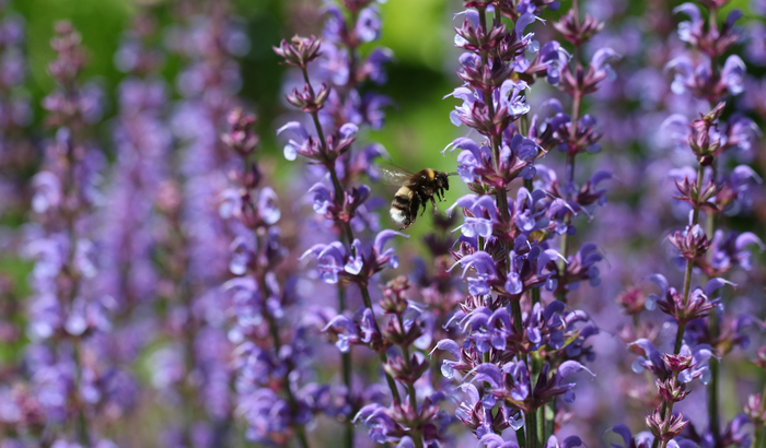 Bumblebee on wild clary