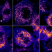 Cells treated against SARS-CoV-2