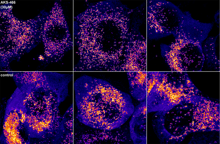 Cells treated against SARS-CoV-2