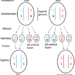 The first sexual reproduction event earses the cost of meiosis