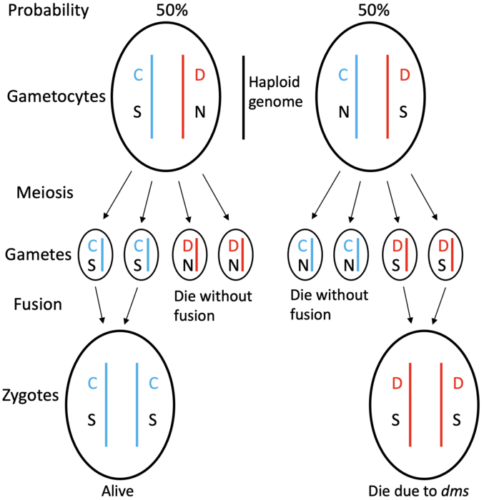 The first sexual reproduction event earses the cost of meiosis