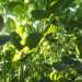 Light in Soybean Canopy