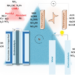 Balancing the nitrogen cycle