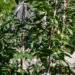 Saplings of Endangered Q. Oglethorpensis at The Morton Arboretum