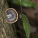 Fungus in Waimea Valley