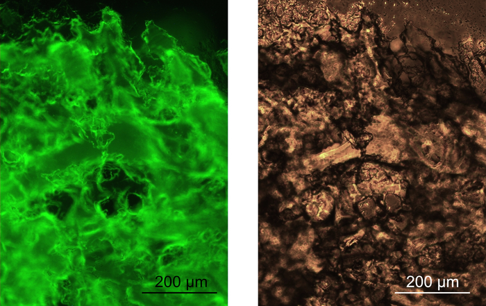 Fluorescent hydrogels