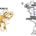 Immune Response Against SARS-CoV-2