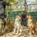 Pack-living dogs with animal trainer at the Wolf Science Center