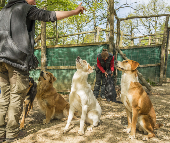 Pack-living dogs with animal trainer at the Wolf Science Center