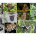 Non-human primates whose ranges overlap with Indigenous lands