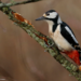 Great spotted woodpecker