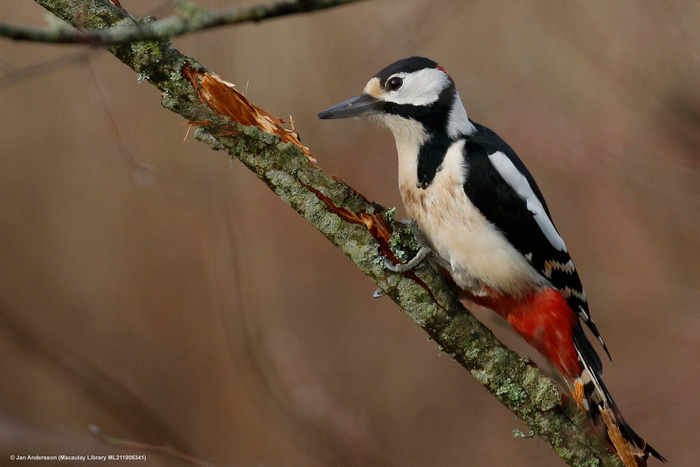 Great spotted woodpecker